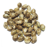 feminized marijuana seeds